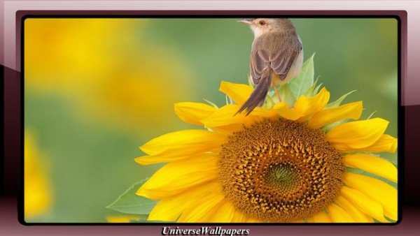 Sunflower Wallpaper screenshot 1