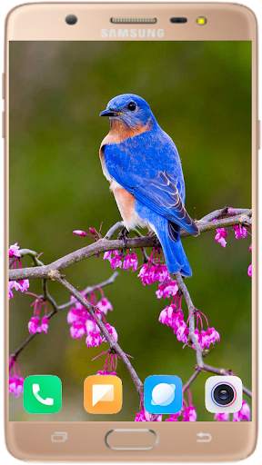 Bird Wallpaper Best HD स्क्रीनशॉट 9