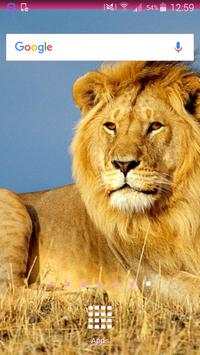 Lion Wallpapers screenshot 2