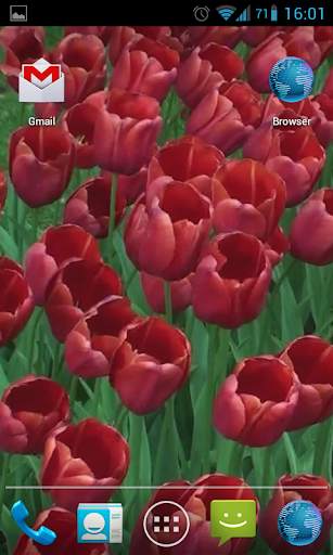Red Tulips Live Wallpaper HD screenshot 7