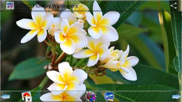 HD HQ Flowery Wallpapers screenshot 3