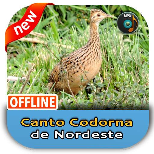 Canto Cordona de Nordeste 1.3