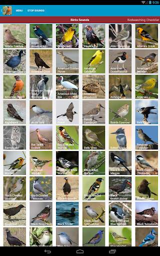 North American Birds Free screenshot 18