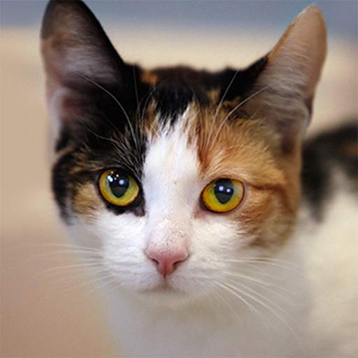 Talking Calico Cat 1.2.2