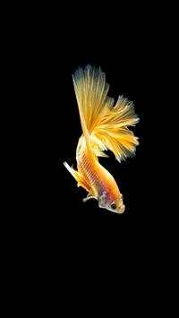 Cute Betta Fish Wallpapers screenshot 5