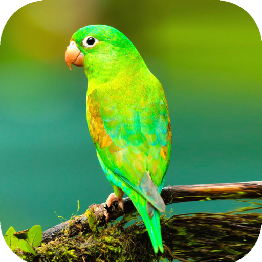 Bird Wallpaper HD icon