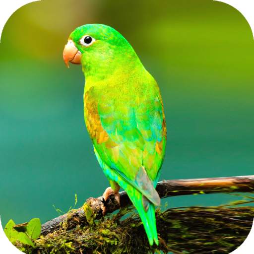 Bird Wallpaper HD 1.13