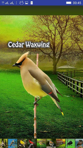 Bird Sounds screenshot 7