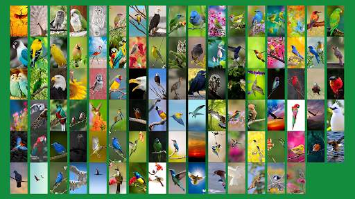 Birds Wallpaper Offline स्क्रीनशॉट 2