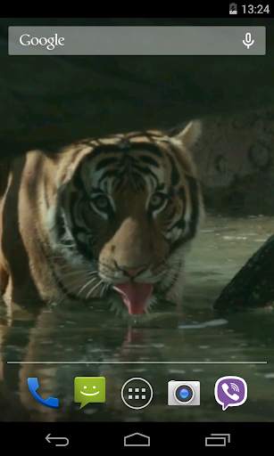 Tiger Video Live Wallpaper screenshot 2