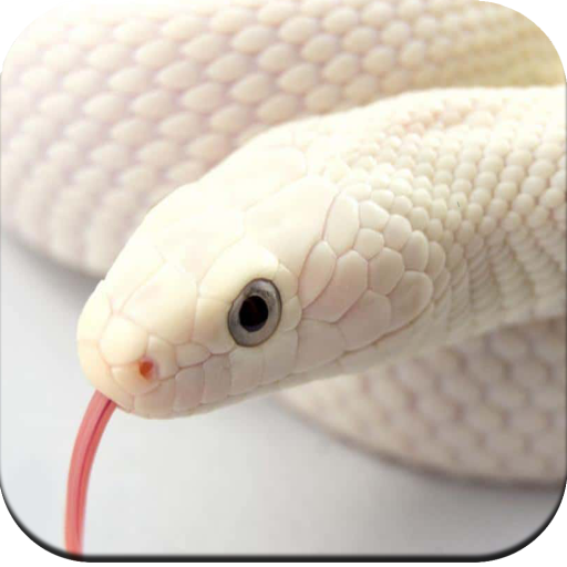 Snake Wallpaper HD icon