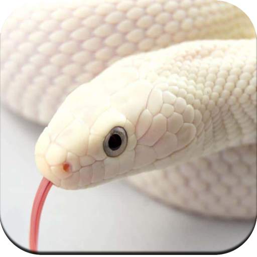 Snake Wallpaper HD 1.14