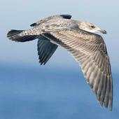 Don Gull Wallpapers 4.2