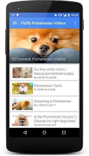 Fluffy Pomeranian Videos HD screenshot 1