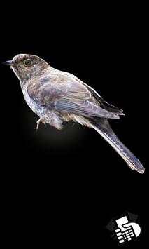 Birds Sounds screenshot 7