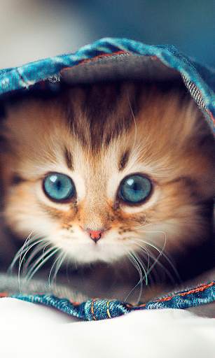 Cute Cats Live Wallpaper (backgrounds & themes) screenshot 1