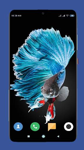 Betta Fish Wallpaper HD screenshot 7