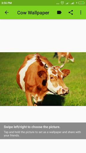 Cow Wallpaper screenshot 14