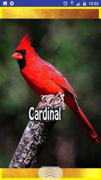 Birds Sounds and Ringtons screenshot 9