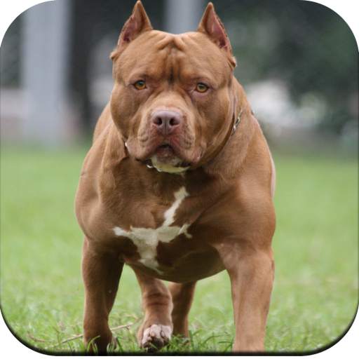Pitbull Dog Wallpaper 4K 1.12