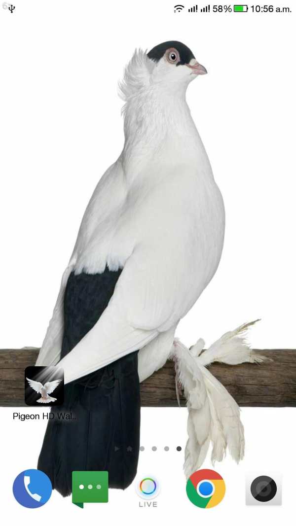 Pigeon HD Wallpaper screenshot 16