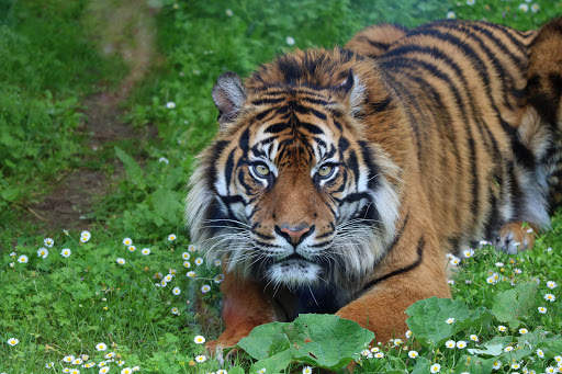 Tiger Wallpapers | hd backgrounds screenshot 16
