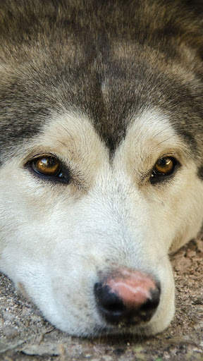 Magic Touch: Husky Live Wallpaper screenshot 3