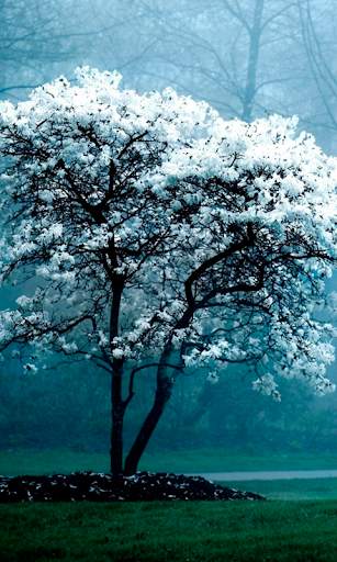 Spring Wallpapers HD (backgrounds & themes) screenshot 4