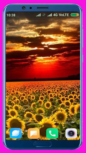 Sunflower HD Wallpaper screenshot 16