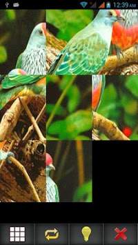 Birds Puzzle screenshot 16