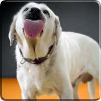Dog Licks Screen 4K Wallpaper on 9Apps