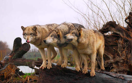Wolf Wallpaper screenshot 7