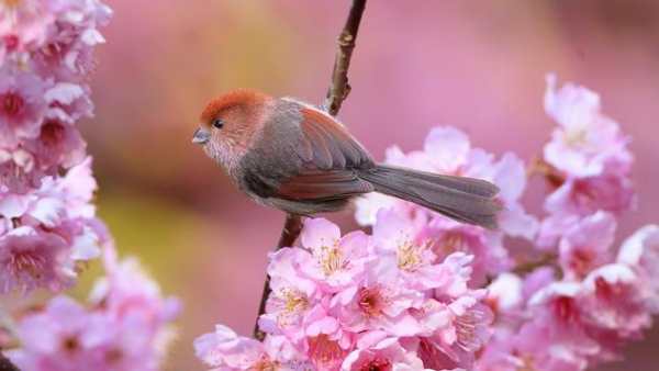Fly Birds Wallpaper स्क्रीनशॉट 6