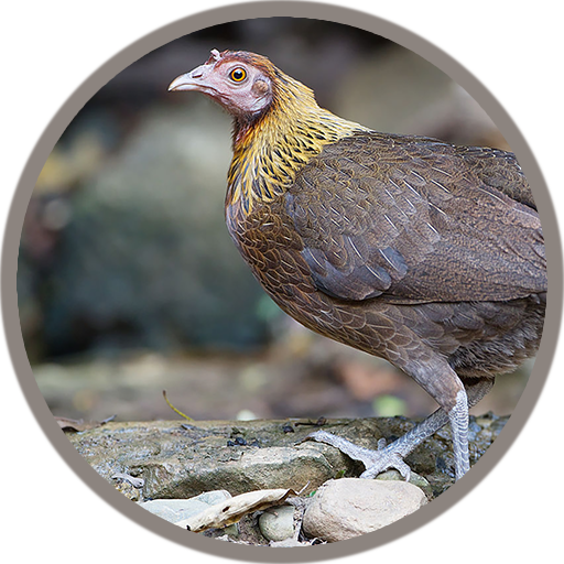 Red junglefowl Female Sound icon