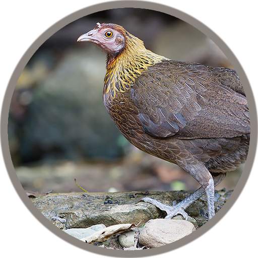 Red junglefowl Female Sound 2.6