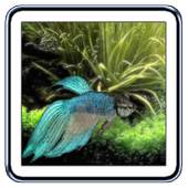 Betta Fish Live Wallpaper 1.00