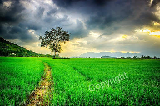 Pro Watermark Free screenshot 4