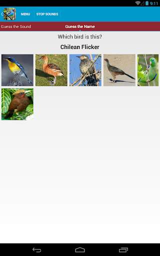 South American Birds Free स्क्रीनशॉट 14