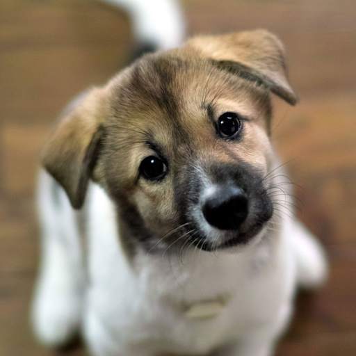 Puppies dogs live wallpaper 4.3