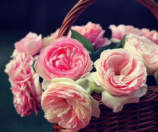 Pink Rose Wallpapers screenshot 2