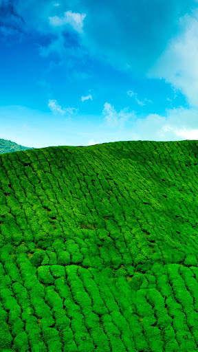 Green Wallpaper screenshot 6