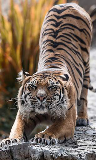 Tigre Live Wallpaper screenshot 2