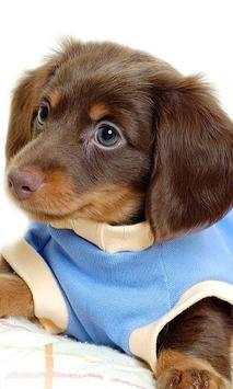 Funny Puppies Jigsaw Puzzle screenshot 1