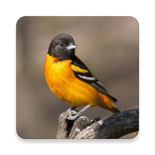 Oriole Bird Sound Collections ~ Sclip.app icon