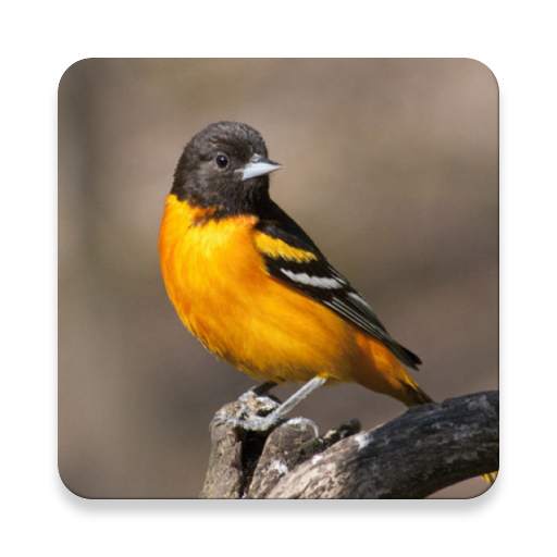 Oriole Bird Sound Collections ~ Sclip.app 1.0.2