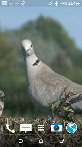 Dove 3D screenshot 5