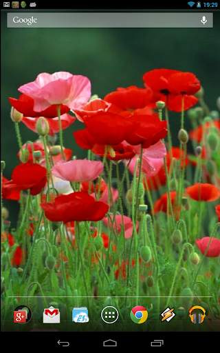 Red Poppies 3D Wallpaper screenshot 4