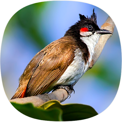Bulbul Birds Sounds icon