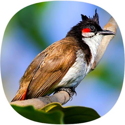 Bulbul Birds Sounds 1.0