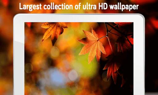 Autumn Wallpaper (4k) screenshot 11